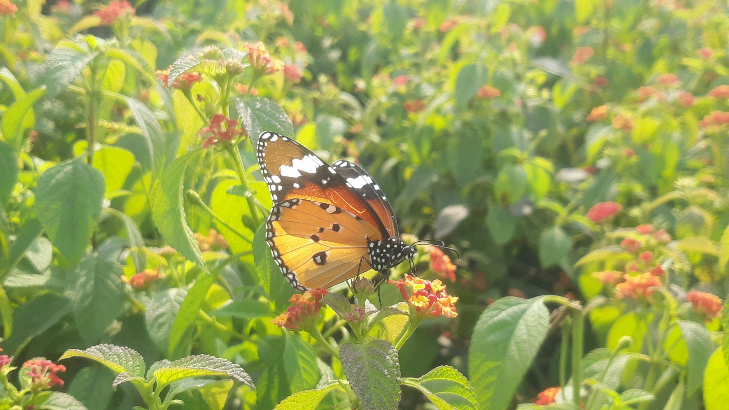A butterfly with orange, black, and white wings perched on a small orange flower in a green garden with many plants and pink flowers in the background.