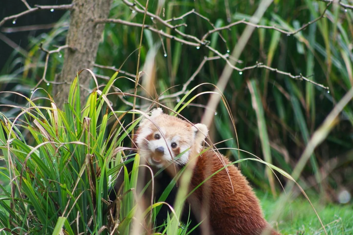 A few posers from Chester Zoo today 📸

Fun place to practice photography!

#chesterzoo #wildlifephotography #redpandas