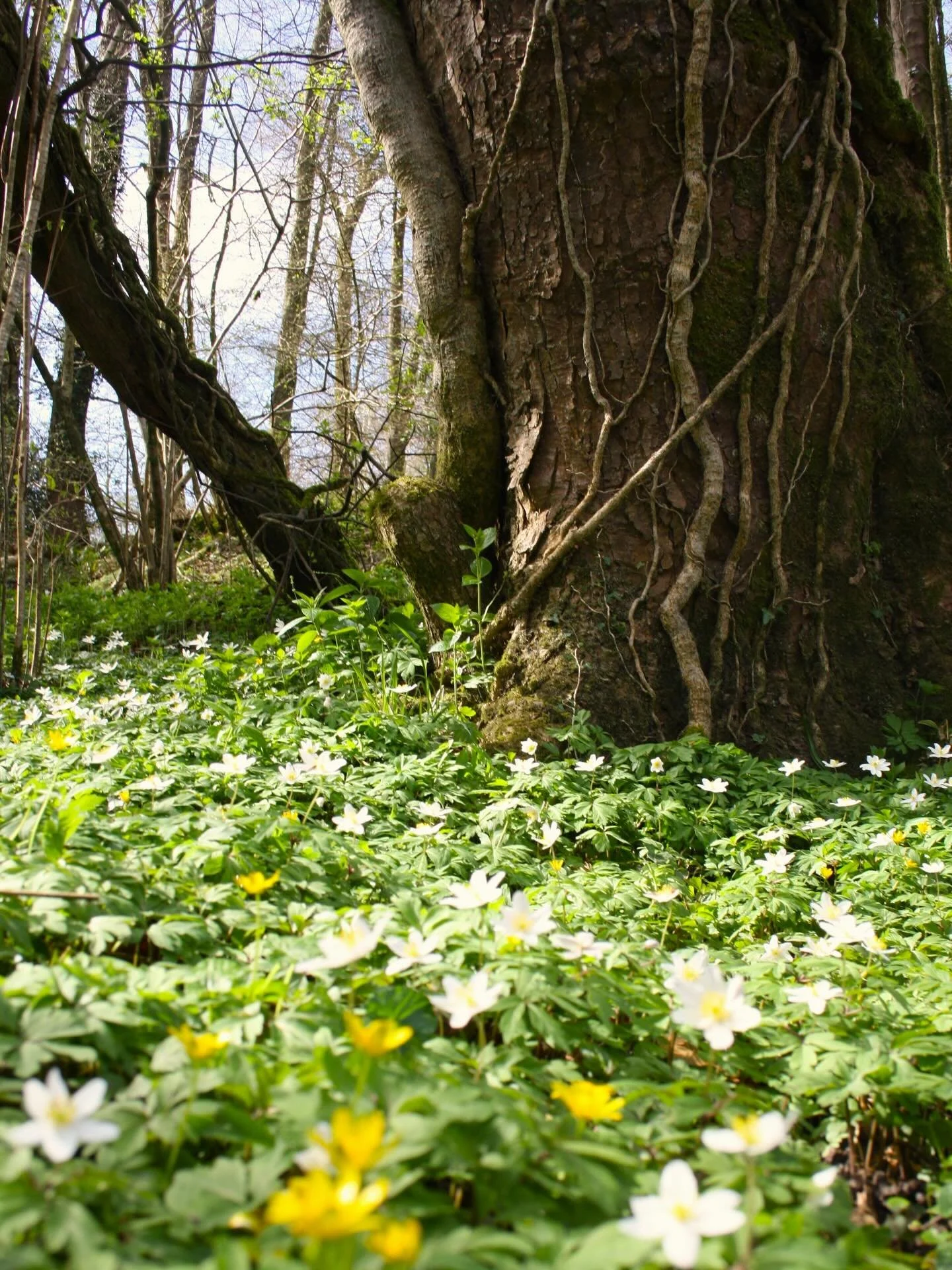 My favourite photos from walking the Tolkien Trail today in Lancashire 🥾 Easy to see some of the inspiration for the Shire

#tolkien #hike #lancashirewalks