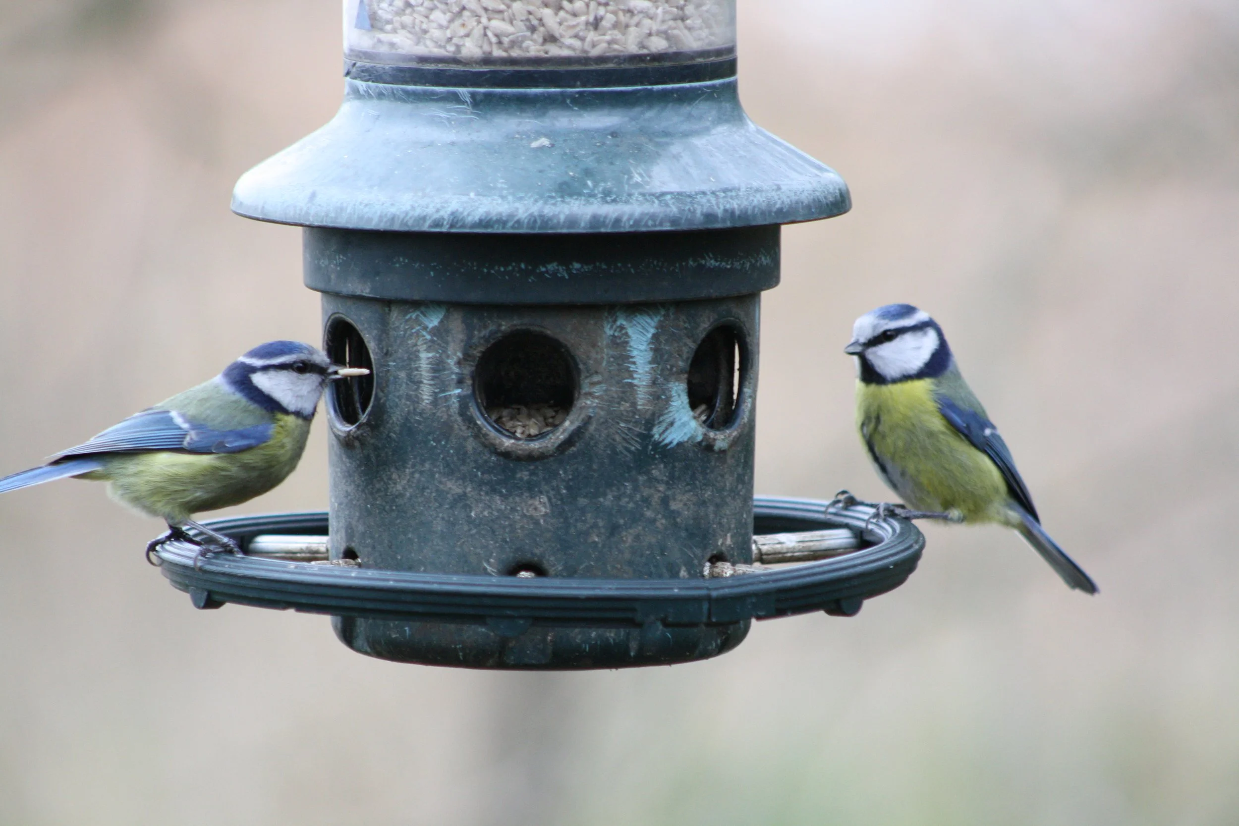 Burton Mere RSPB Reserve