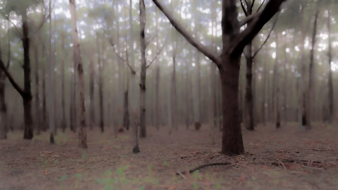 CavesRd Forest-002.jpg