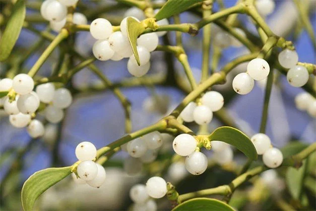 Ein besonderes Augenmerk gilt der Misteltherapie in der Onkologie (anthroposophische Medizin)