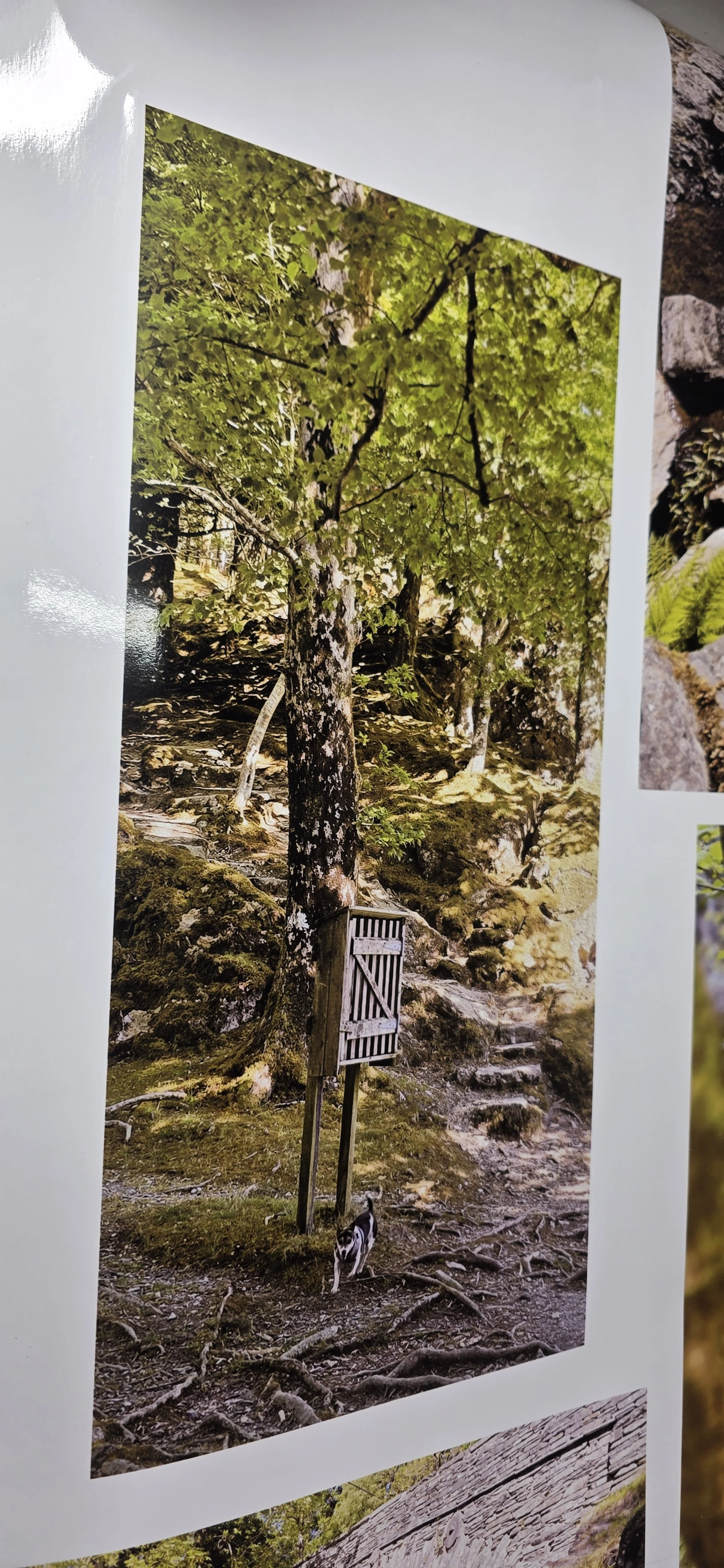 Some fantastic nature images with amazing contrasts, reflections and vibrant colours brought to life on vinyl with our 8 colour solvent ink system