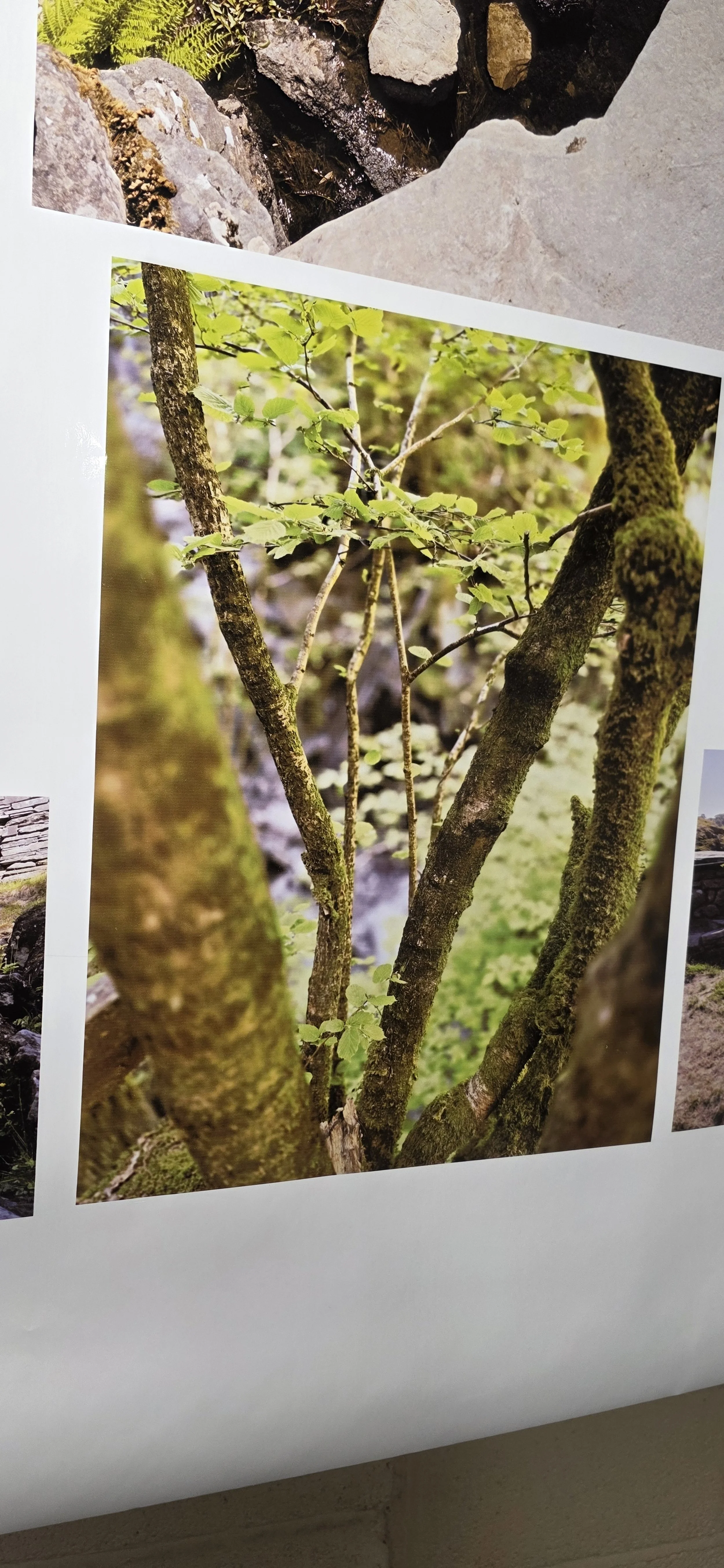 Some fantastic nature images with amazing contrasts, reflections and vibrant colours brought to life on vinyl with our 8 colour solvent ink system