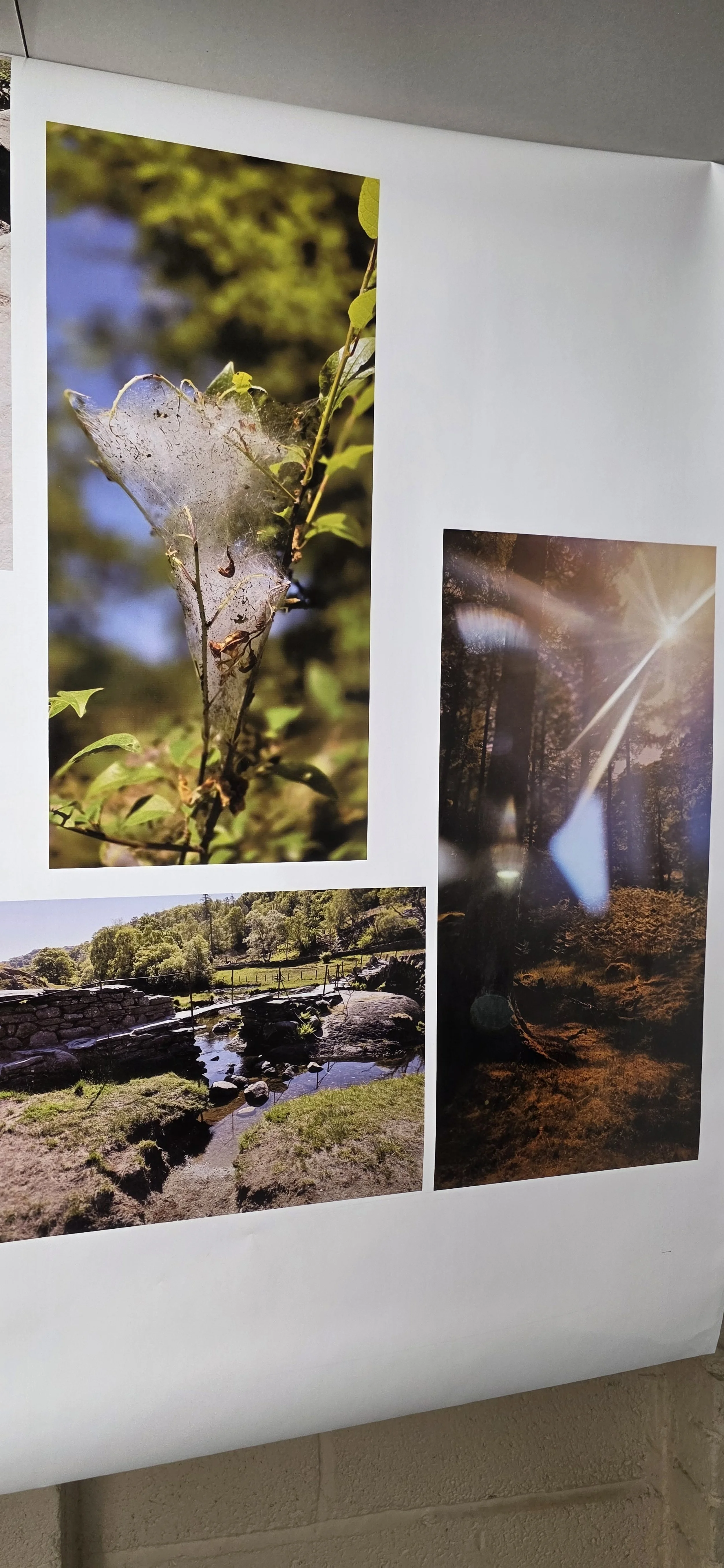 Some fantastic nature images with amazing contrasts, reflections and vibrant colours brought to life on vinyl with our 8 colour solvent ink system