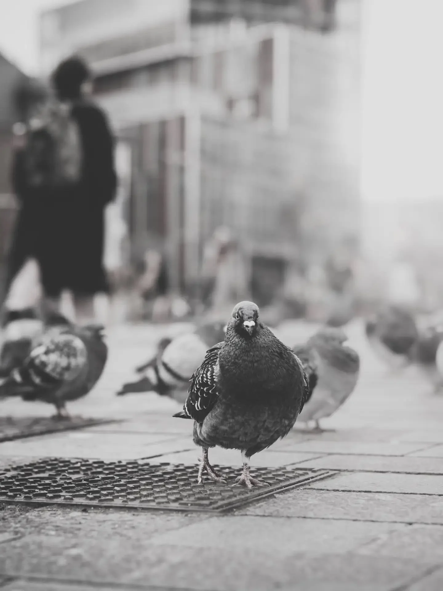 𝙷𝚊𝚋𝚒𝚝𝚊𝚗𝚝𝚜

Ce matin je me prom&egrave;ne, appareil photo &agrave; la main, pr&ecirc;t &agrave; d&eacute;clencher, &agrave; l&rsquo;aff&ucirc;t d&rsquo;un petit &eacute;v&eacute;nement, d&rsquo;un regard...

Et je me retrouve nez &agrave; nez