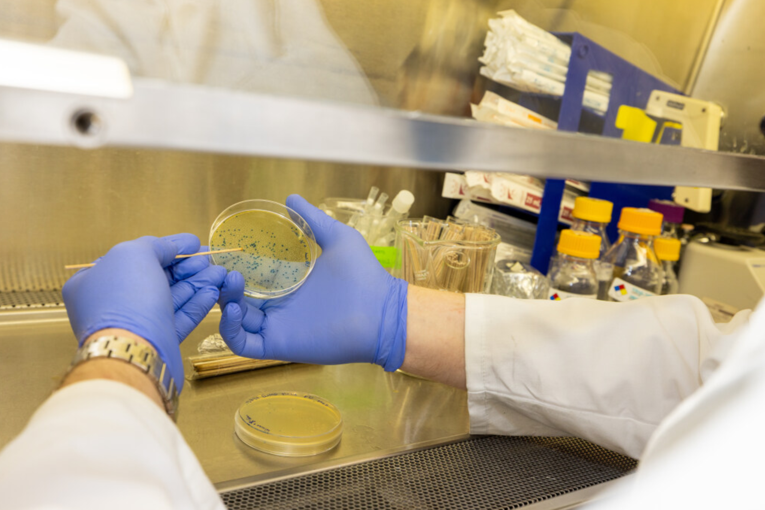 A scientist wearing blue gloves and a white lab coat is handling a petri dish with a greenish bacterial culture, inside a laboratory biological safety cabinet.