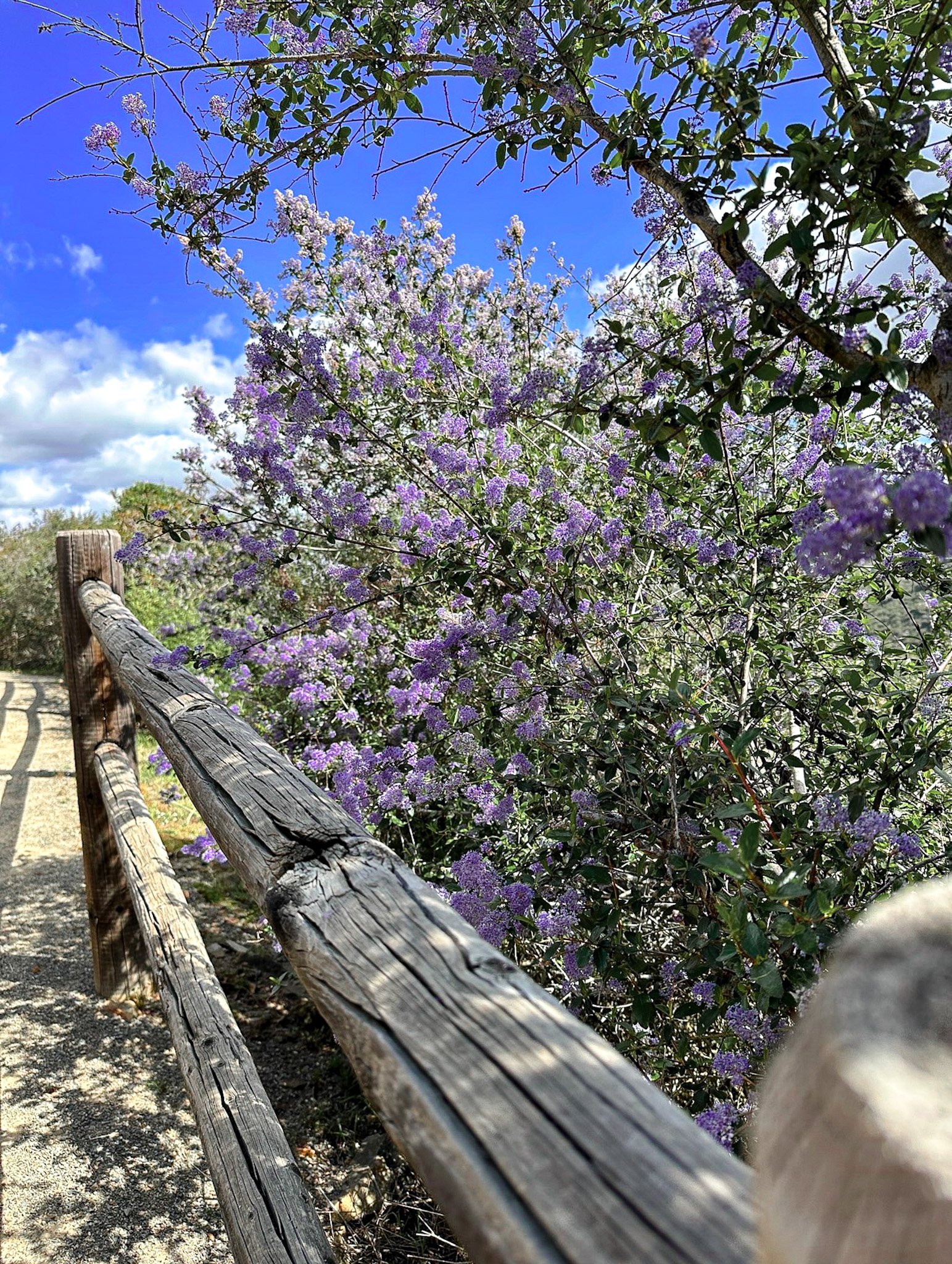 Best Places to See Wildflowers in North County San Diego (Including Rancho Peñasquitos)