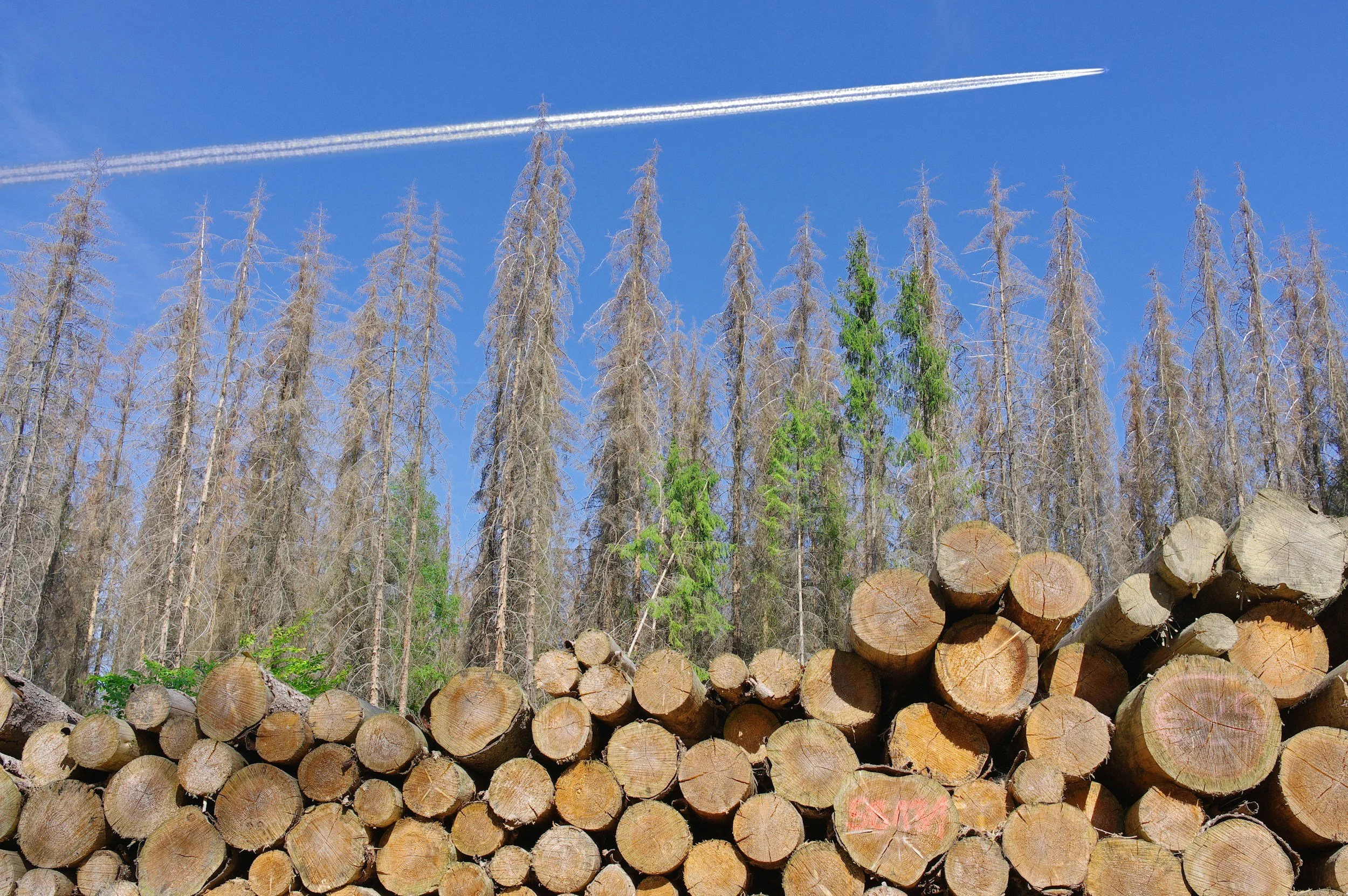 Stacked logs in front of a forest with tall, sparsely leaved trees and a clear blue sky with diagonal contrails.