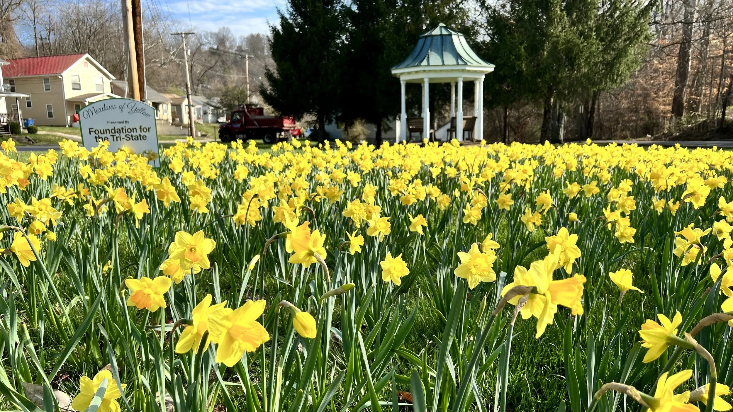 A field of yellow daffodils in bloom with a white sign on the left that reads "Meadows of Yellen presented by Foundation for the Tri-State". In the background, there is a small white gazebo, trees, and houses.