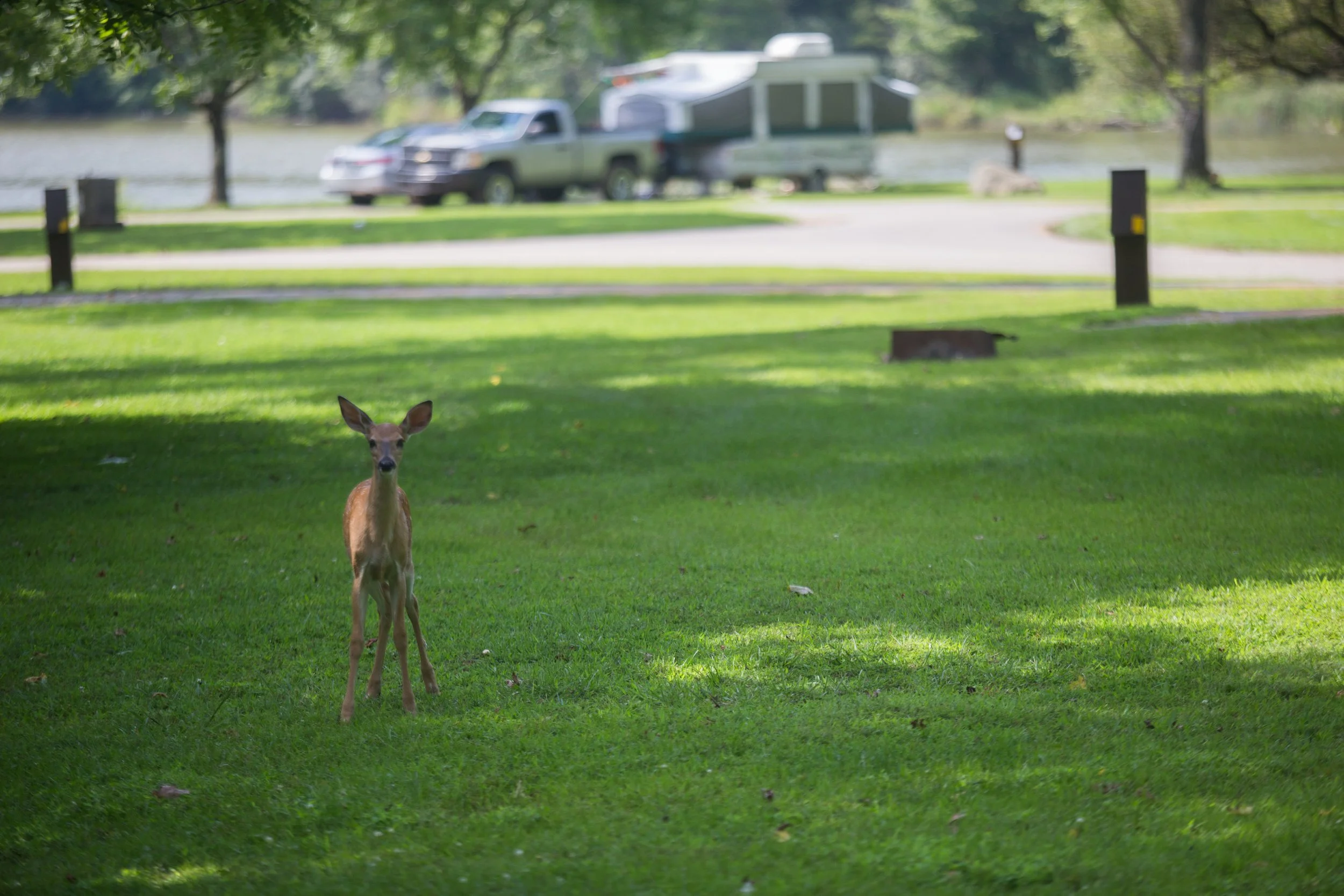 A young deer standing on a grassy area near a park with trees, parked cars, a lake, and a camper in the background.
