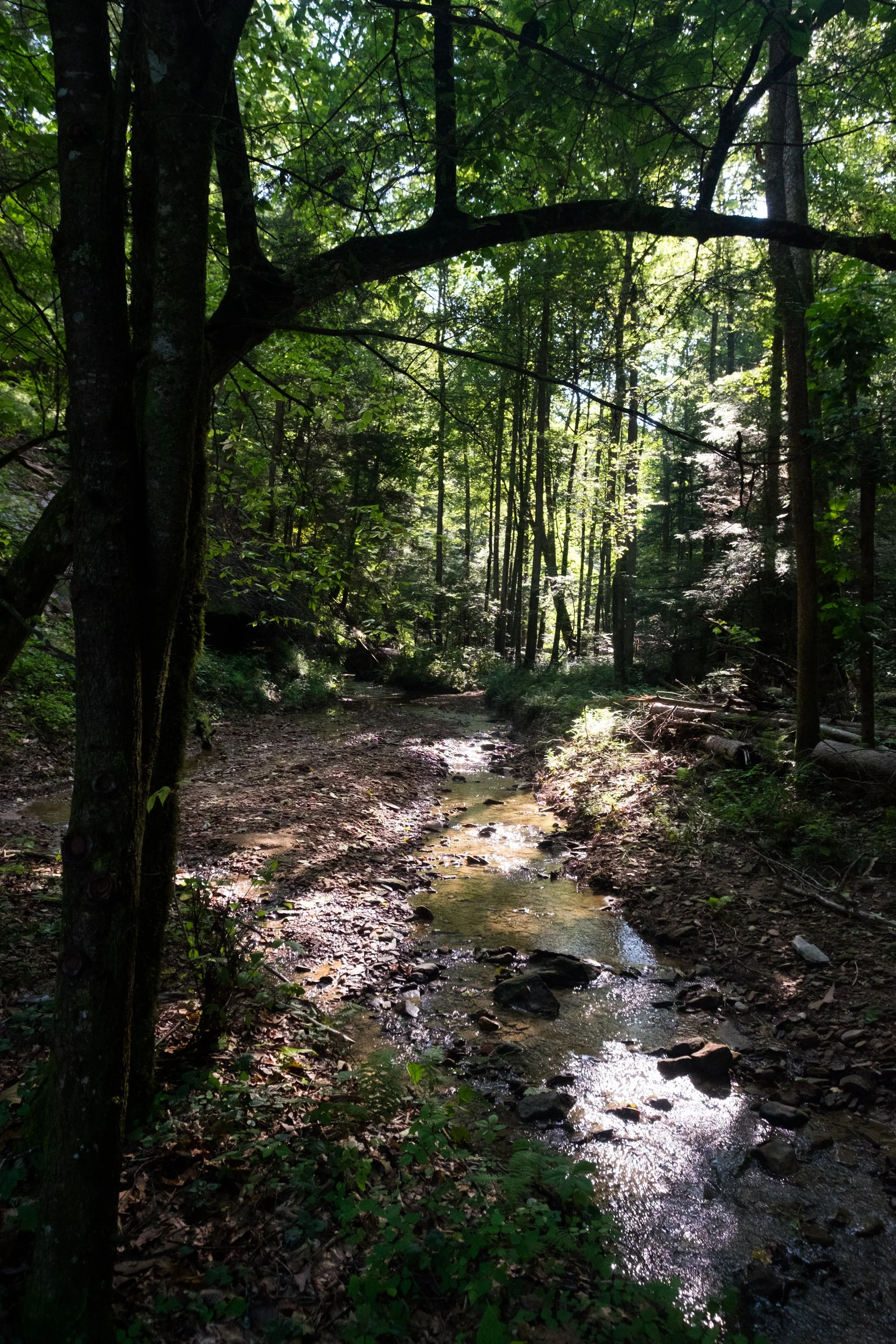 A wooded forest scene with a small creek running through it, surrounded by green trees and sunlight filtering through the leaves.