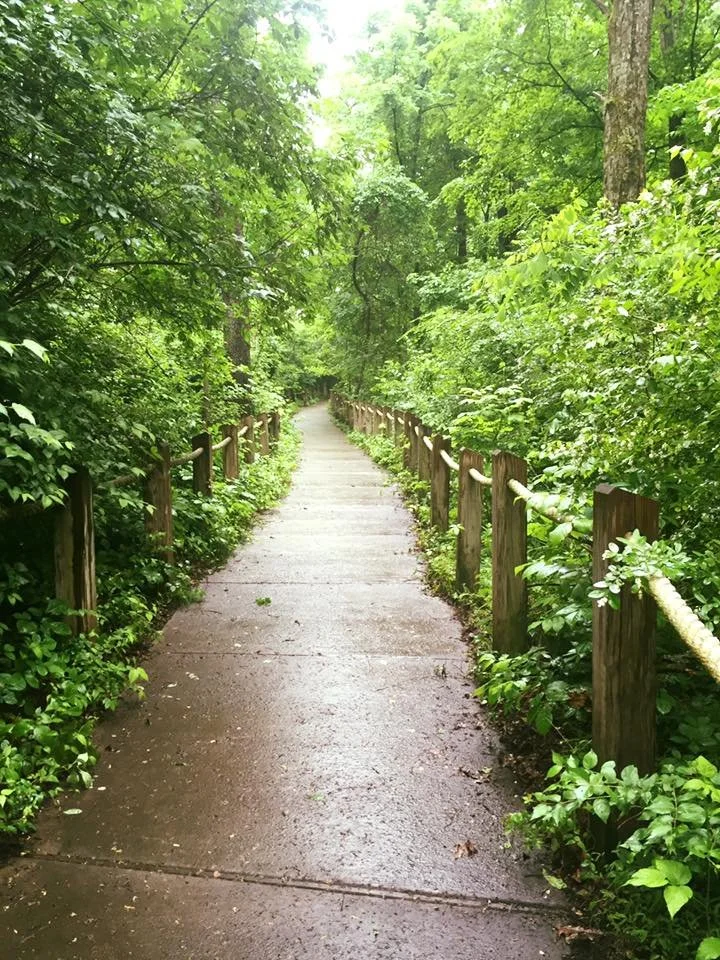 A winding concrete trail in a lush, green forest with wooden railings along the sides.