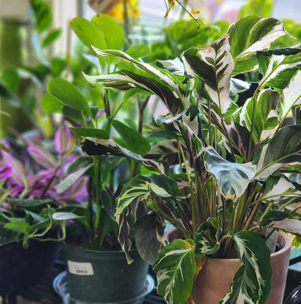 Indoor plants including a variegated plant with green, white, and purple leaves in a pink pot and another plant with green leaves in a green pot.