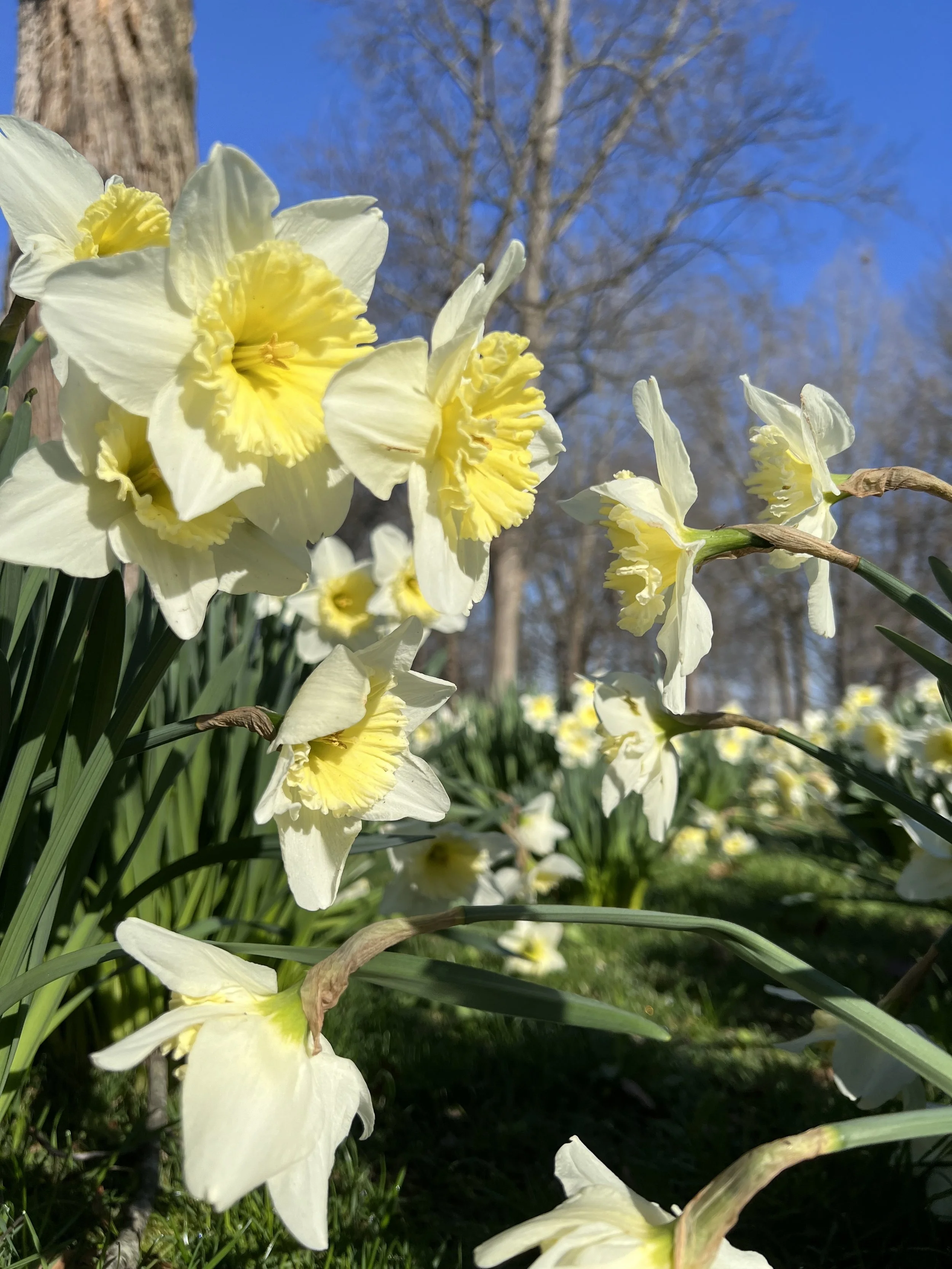 Close-up of blooming yellow and white daffodil flowers in a garden with green grass, trees, and blue sky in the background.