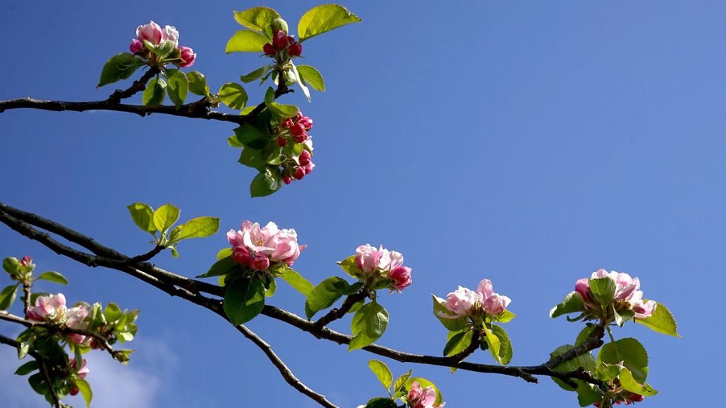 blossom-1024x576.jpg