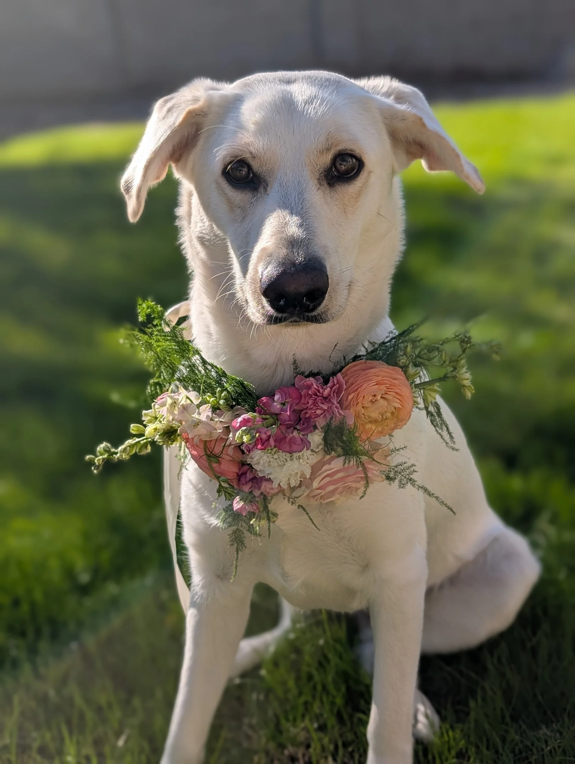 A white Labrador retriever dog sitting on grass with a pink and orange flower collar, outdoors in daylight.
