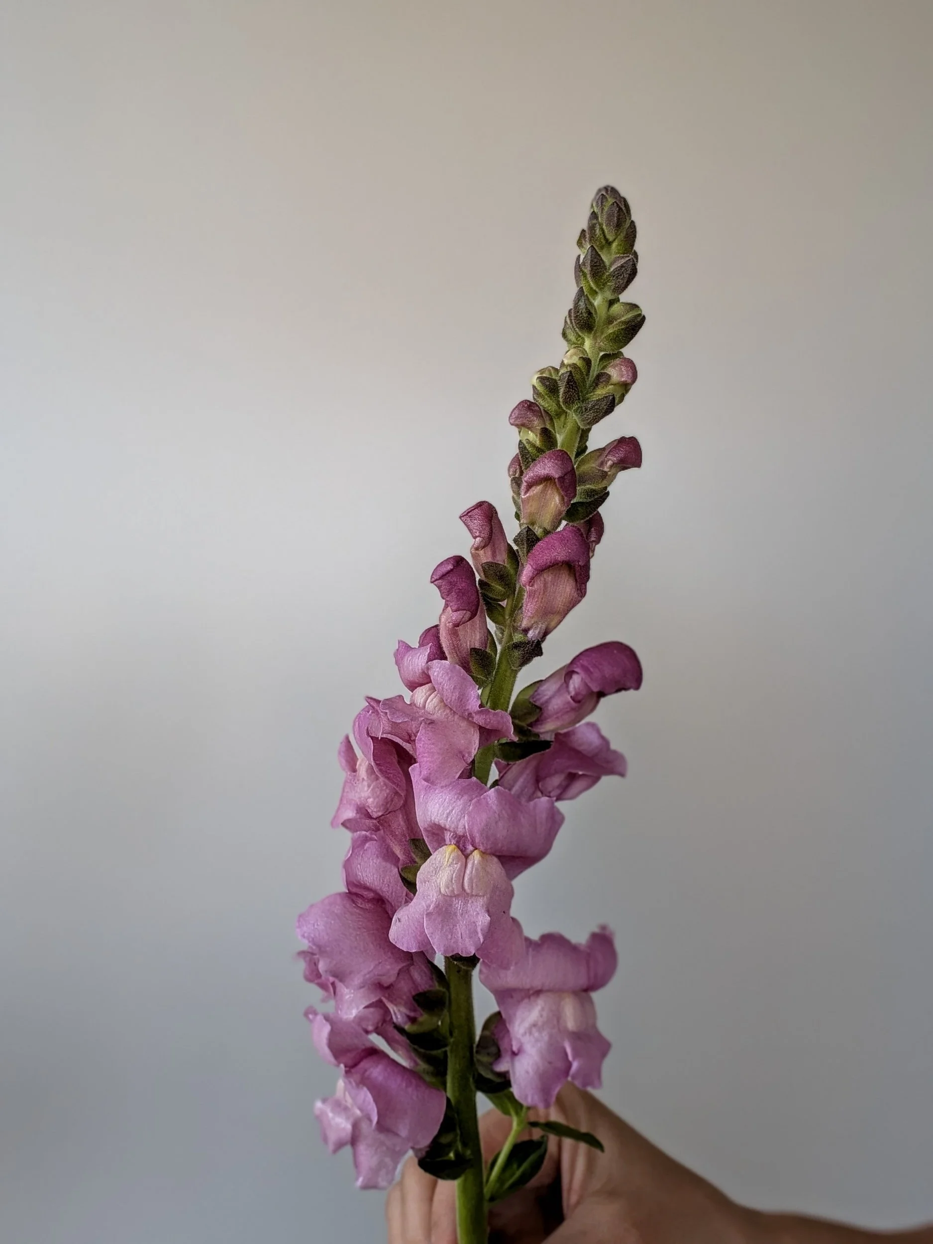 A person holding a tall stem of pink snapdragon flowers with green buds at the top, against a plain light-colored background.