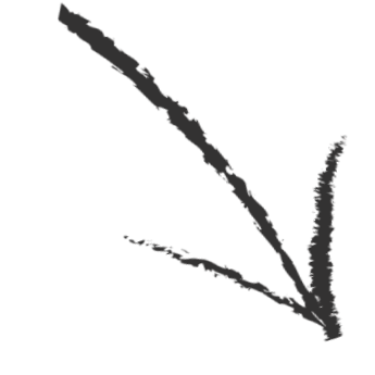 Close-up of a dark-colored plant leaf with prominent veins against a black background.