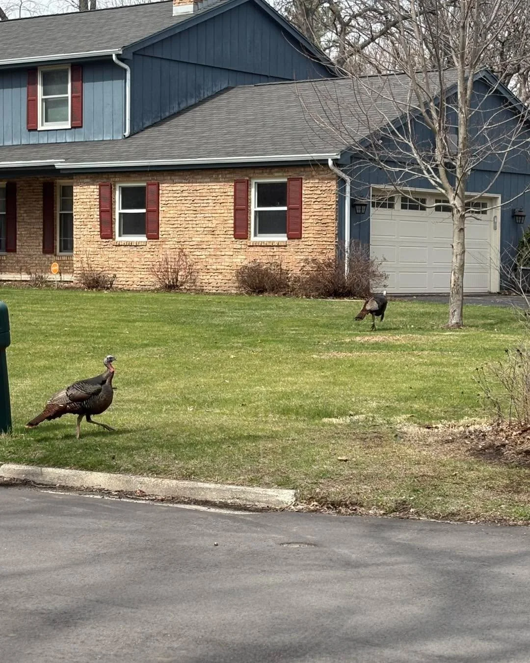 I&rsquo;ve seen a lot of houses with dogs, but this house was guarded by turkeys!