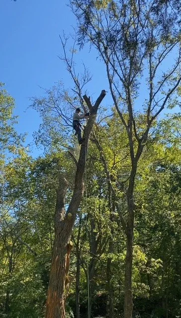 Person climbing a tree in a forest with clear blue sky