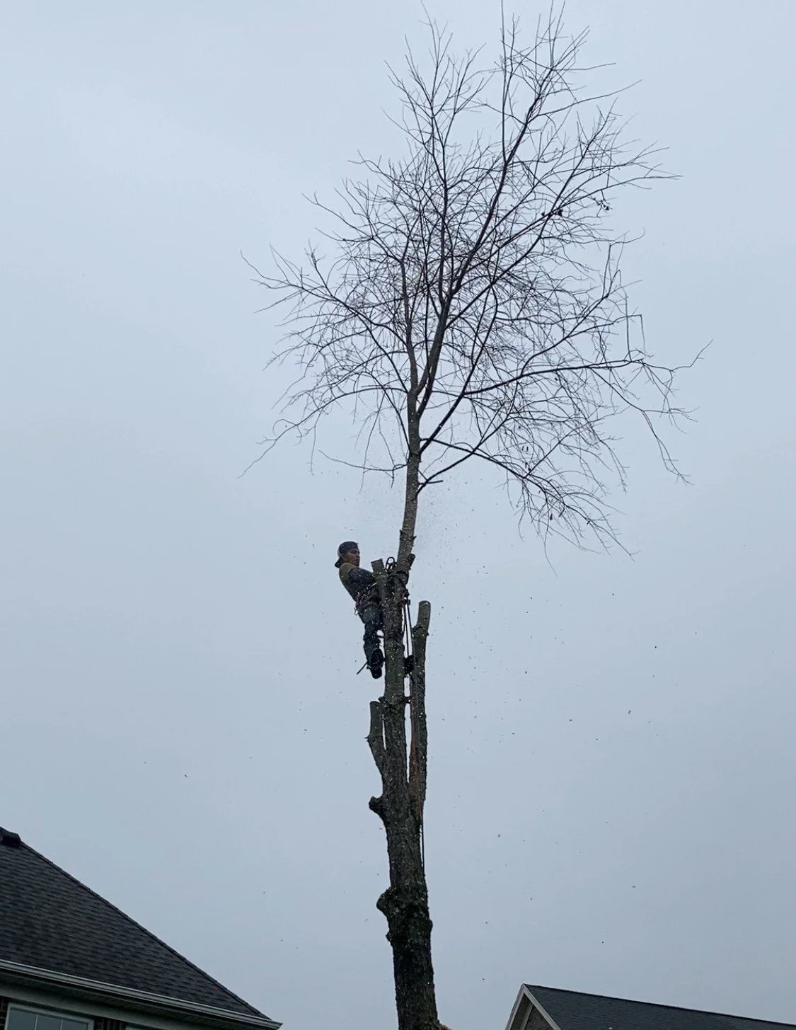 Person climbing and cutting a tree, with a house roof in the foreground, under a cloudy sky.