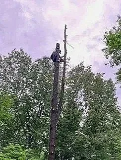 Person sitting on top of a tall wooden utility pole surrounded by green trees and cloudy sky.