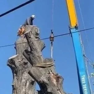 A worker on a large tree trunk using a crane with a yellow arm and blue base against a clear blue sky.