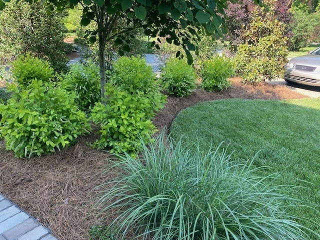 A landscaped yard with green bushes, ornamental grass, a grassy lawn, trees, and parked cars in the background.