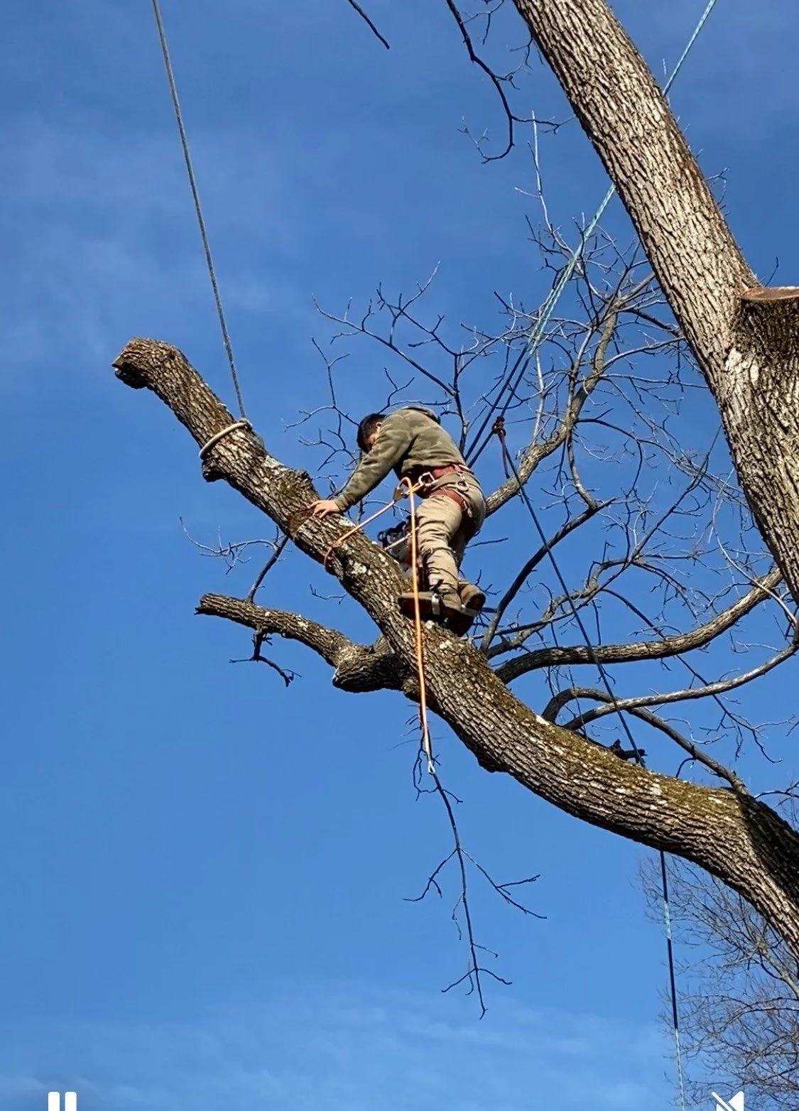A man wearing safety gear climbing and cutting branches from a large, leafless tree with ropes, against a clear blue sky.