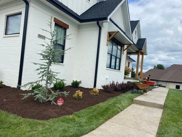 Newly landscaped front yard with mulch, small plants, and a young evergreen tree in front of a white house with black window trim and gutter downspouts. A wheelbarrow and some construction materials are on the sidewalk.