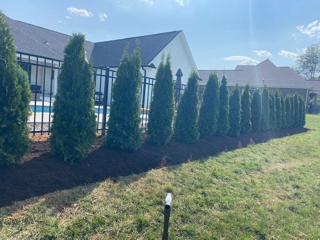 A row of green arborvitae trees planted along a black metal fence, with a house and backyard pool in the background on a sunny day.