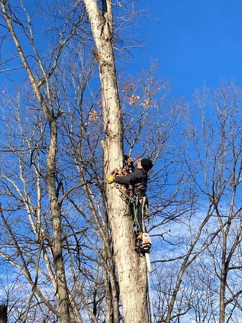A person climbing a large tree with a chainsaw hanging from their harness during daytime with clear blue sky.