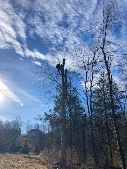 Tall leafless trees on a hilltop against a blue sky with scattered clouds.