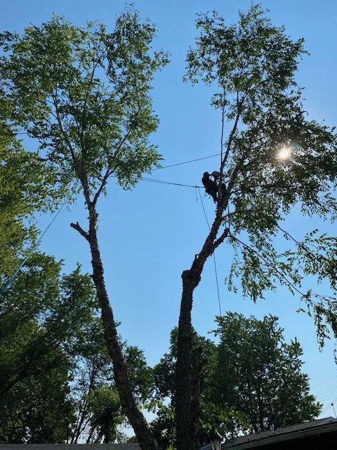 Tree trimming or tree maintenance worker in safety harness on high branch of a tall tree, with the sun shining through leaves in the bright blue sky.
