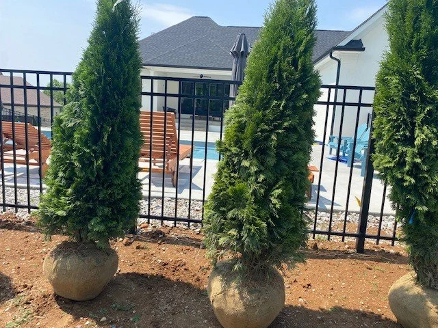 Three tall evergreen trees in large pots placed in front of a black metal fence, with a backyard featuring a pool, patio chairs, and a house in the background.