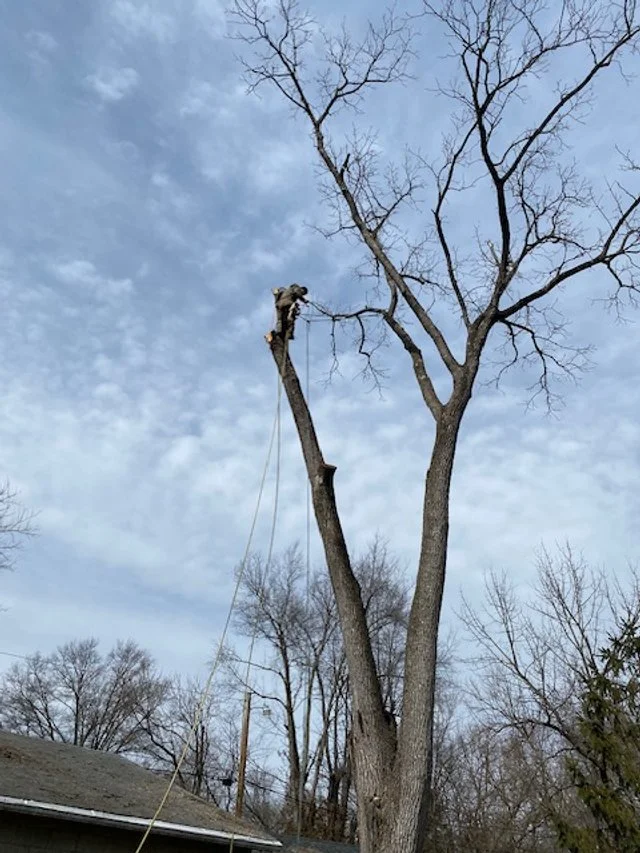 Tree worker cutting a large tree from a tall ladder in a backyard during daytime.