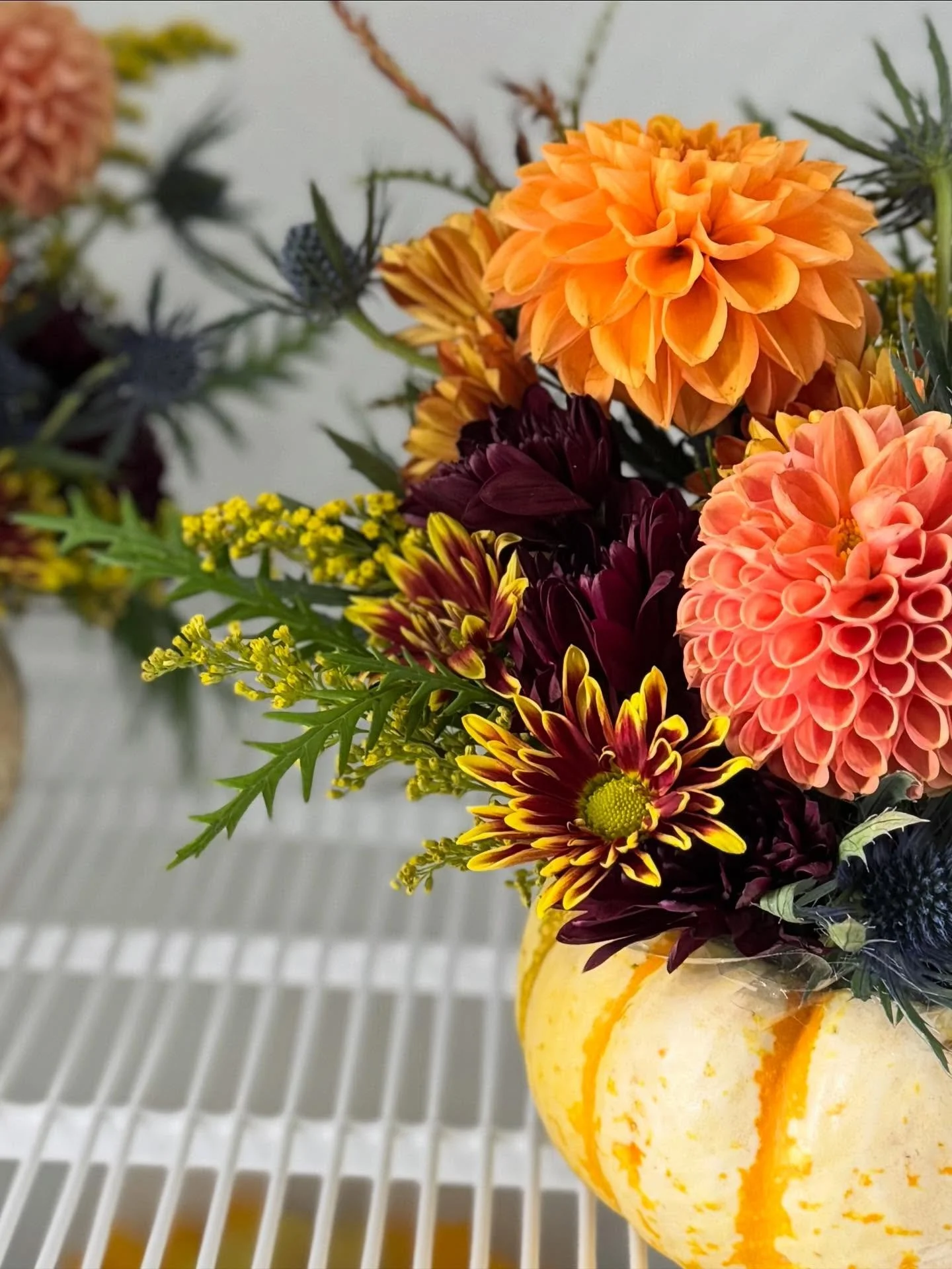 Tiny pumpkins, big fall energy. 🍂 The sweetest desk companion you didn’t know you needed. #deskmate #seedlings #fallfloral