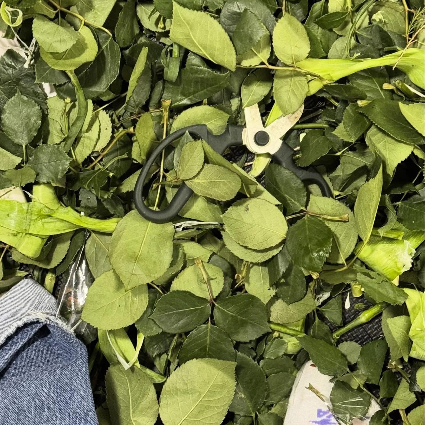 Nothing humbles you faster than losing your floral scissors in the greenery and questioning every life choice that led you here.