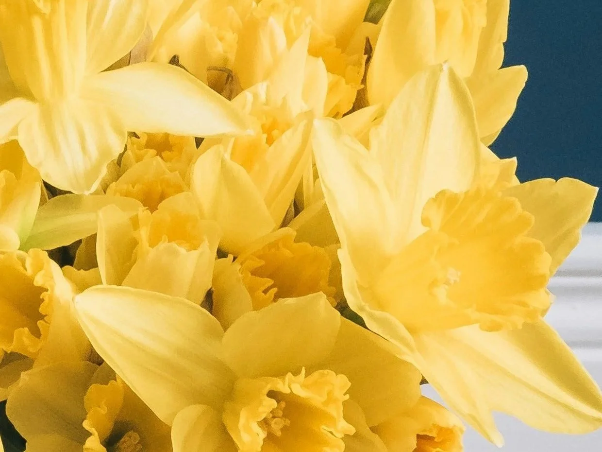 Close-up of a bouquet of yellow daffodils with ruffled petals.