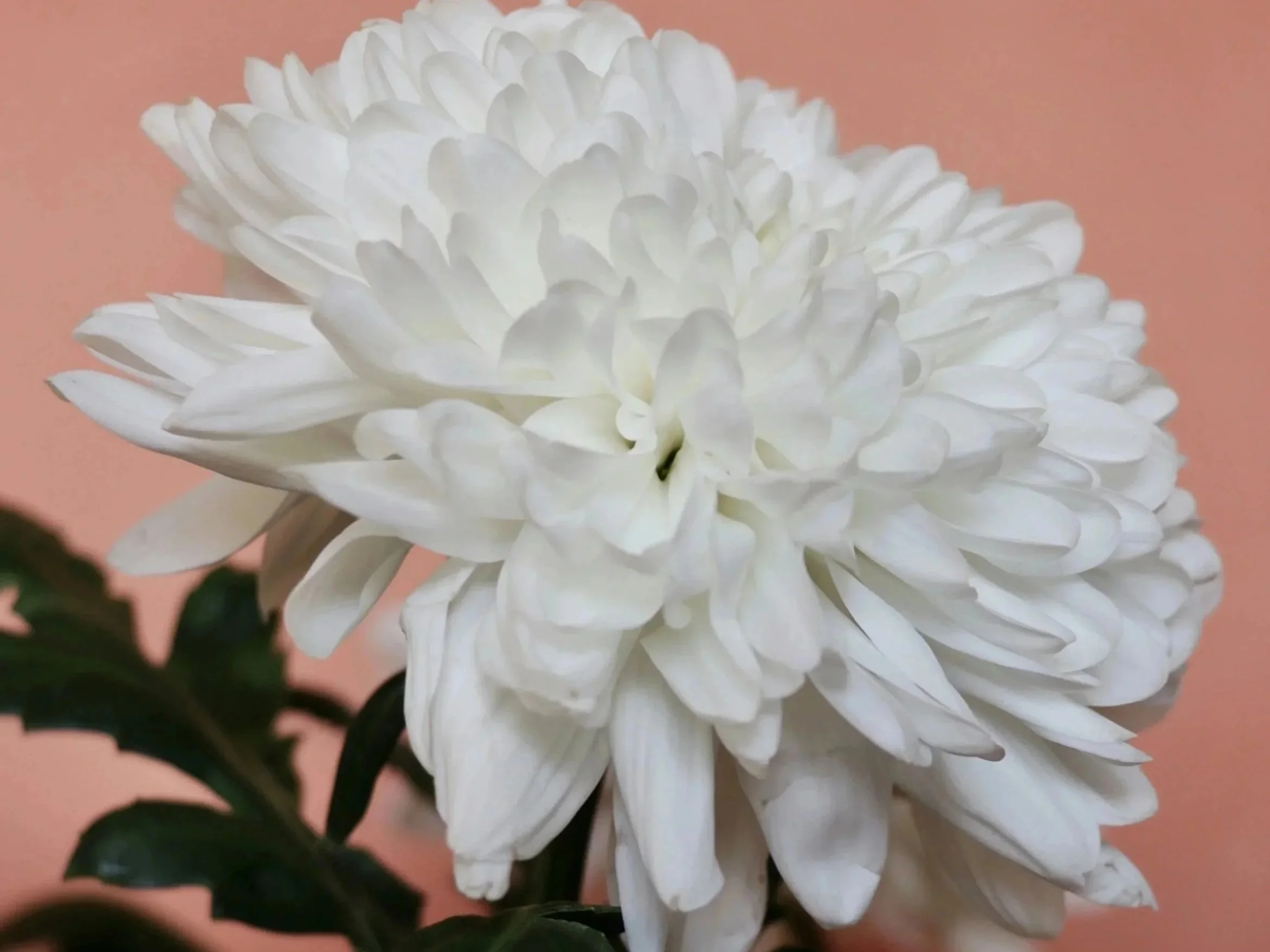 Close-up of a white chrysanthemum flower with multiple layered petals, against a soft pink background, with some dark green leaves in the foreground.