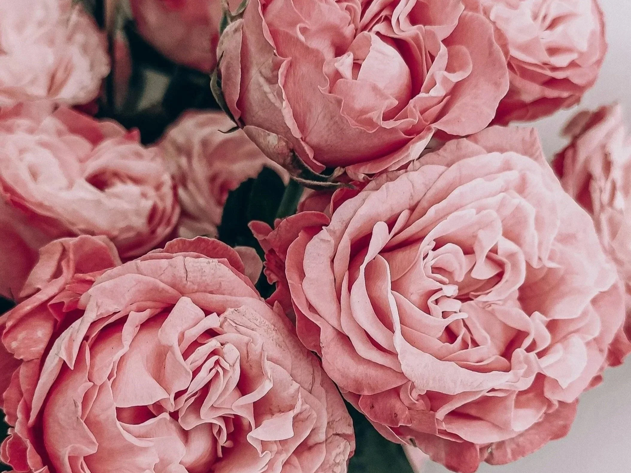 Close-up of pink peony flowers with ruffled petals.