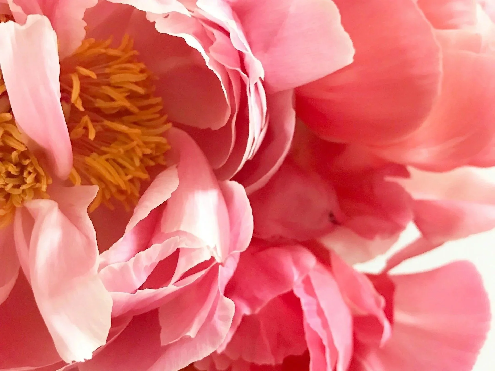 Close-up of pink peony flowers with yellow stamens.