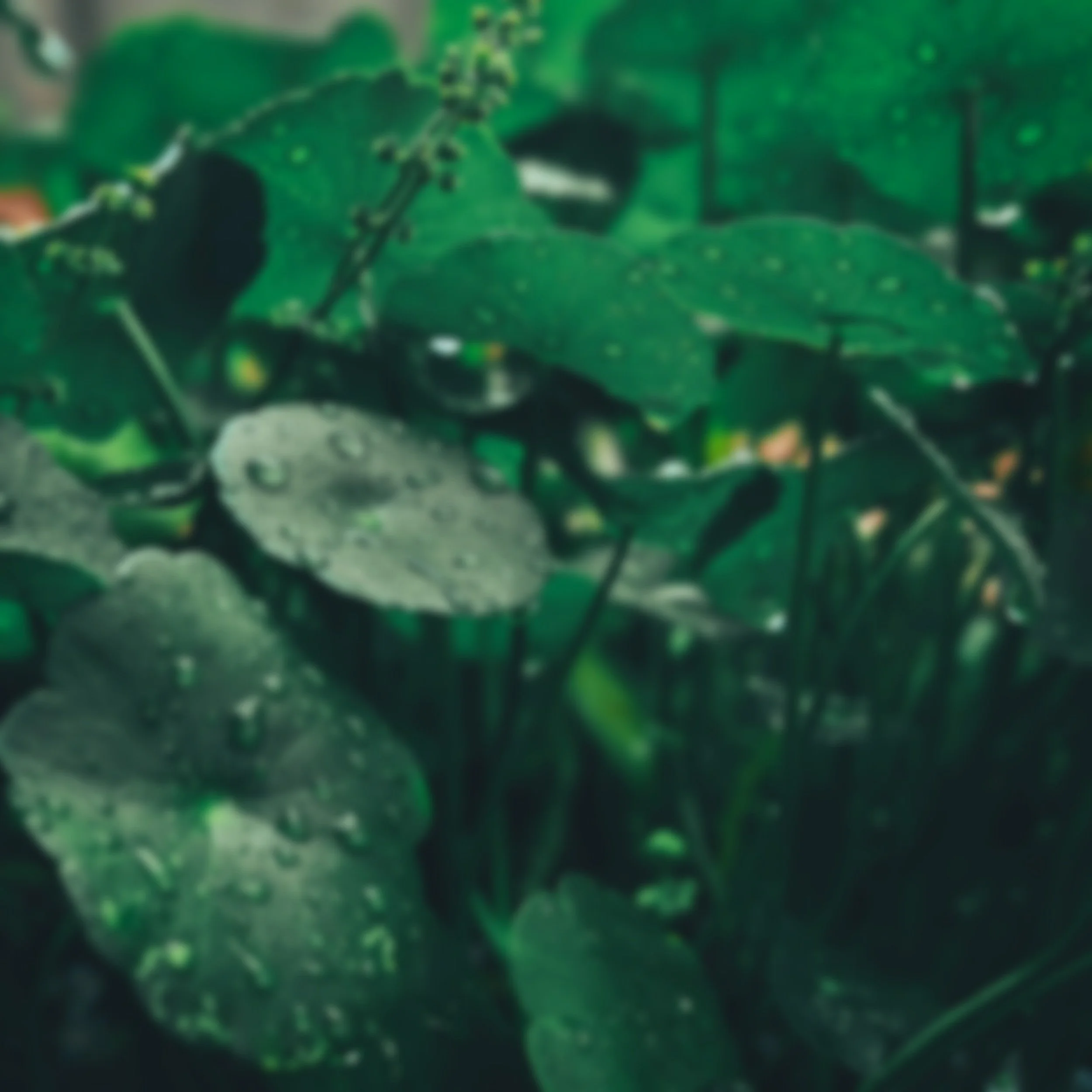 out of focus photo og gotu kola plant with skin benefits description for a firming + barrier recovery facial oil