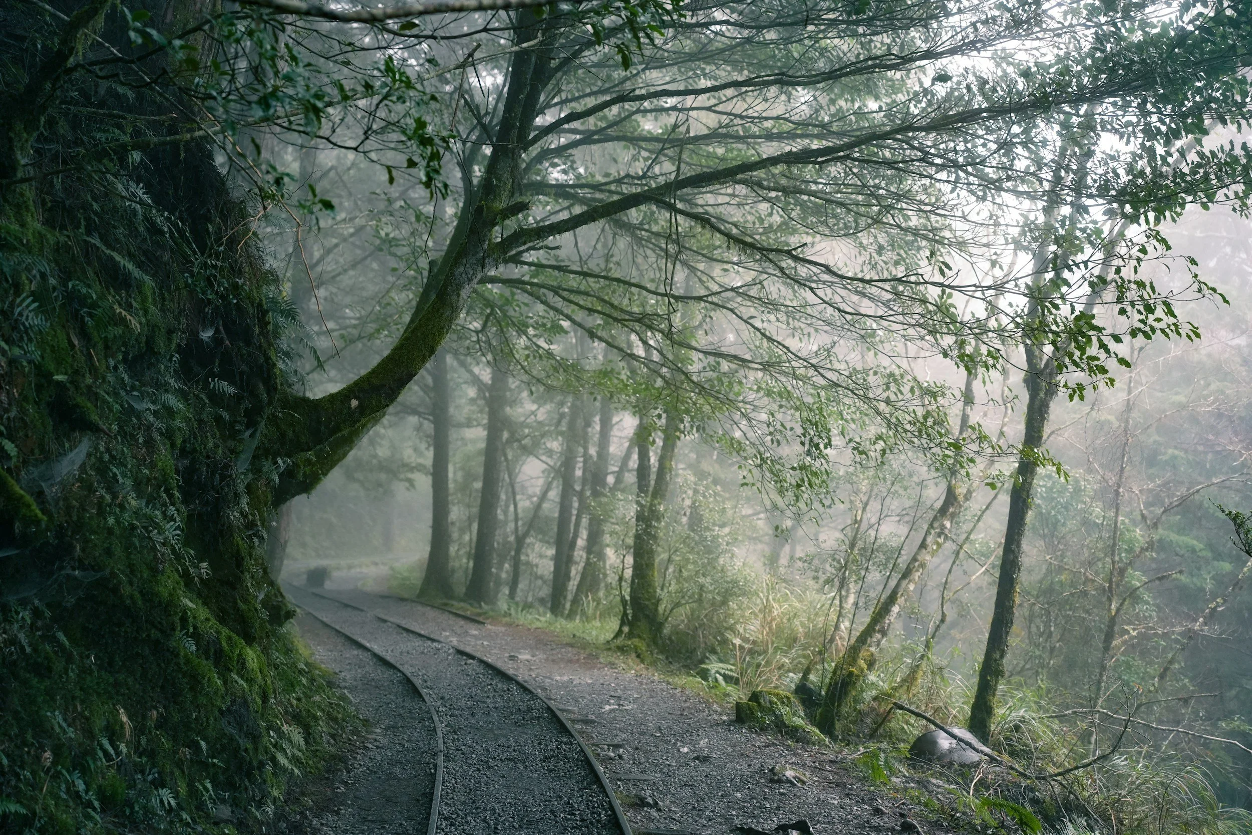Gentle morning light illuminating a quiet forest path, evoking calm, hope, and the contemplative space therapy can provide.