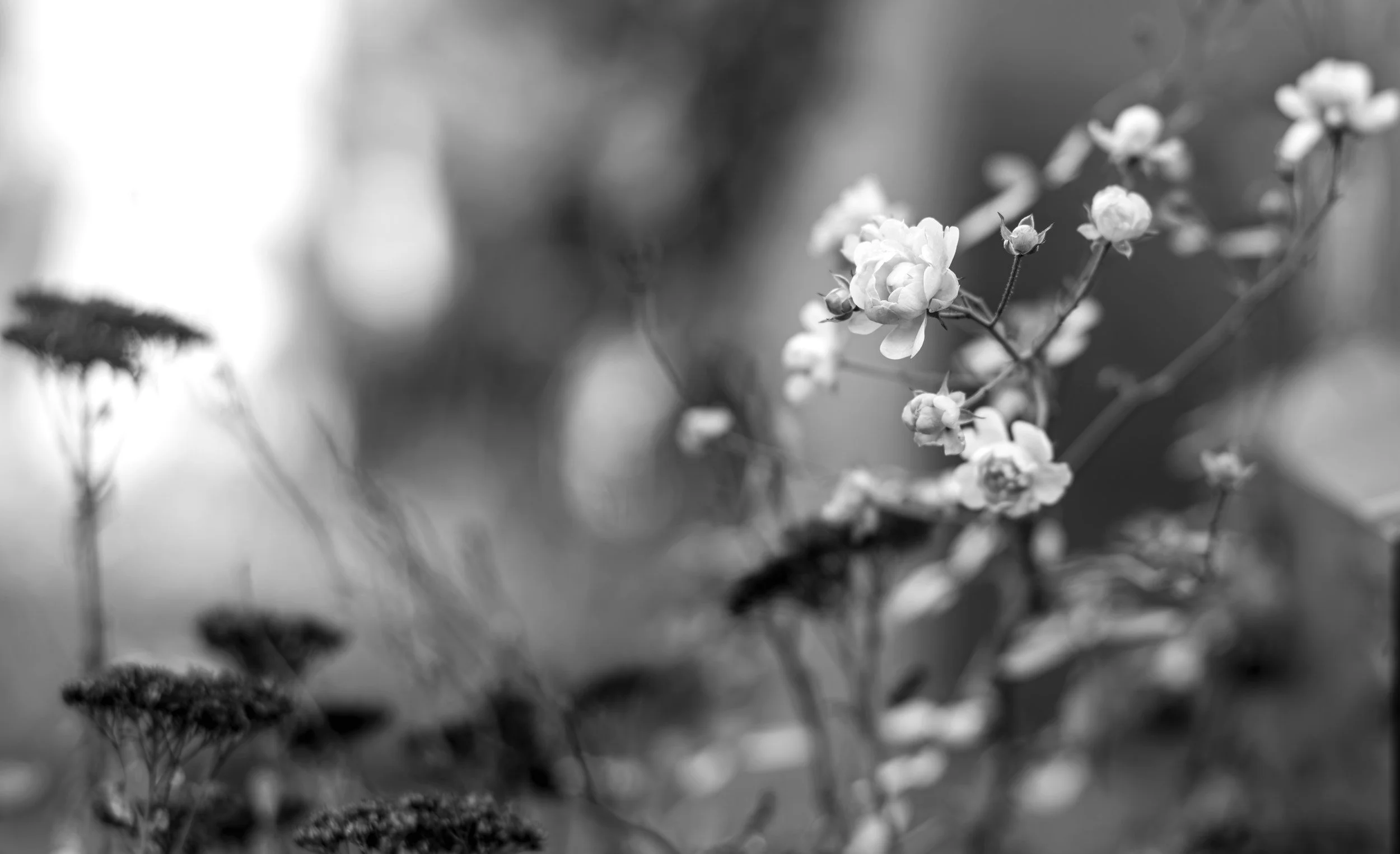 This black and white image of outdoor plants symbolizes the growth that occurs through therapy with Irene Kraegel, PsyD in Grand Rapids, MI and online