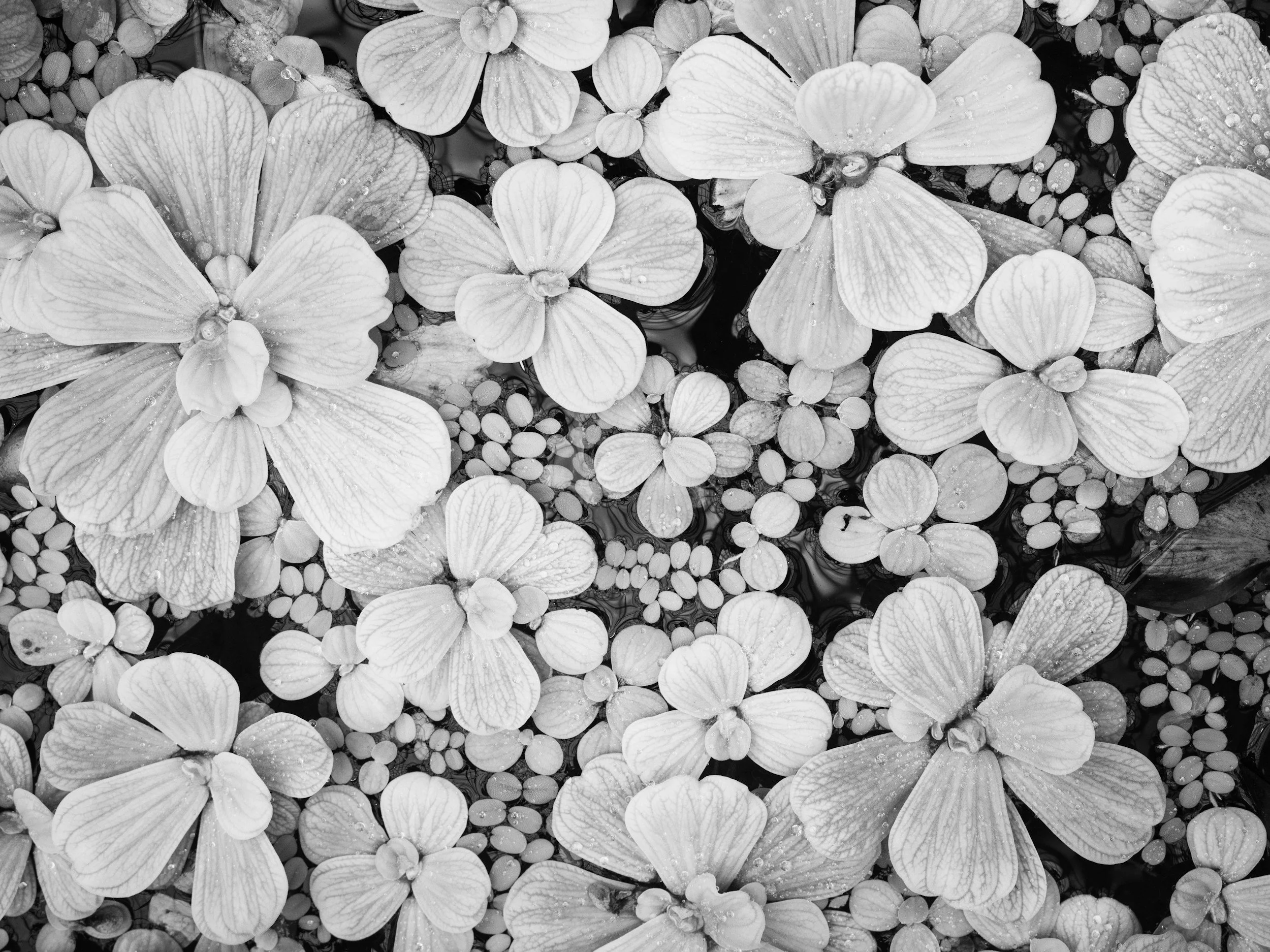 This black and white image of outdoor plants symbolizes the growth that occurs through therapy with Irene Kraegel, PsyD in Grand Rapids, MI and online