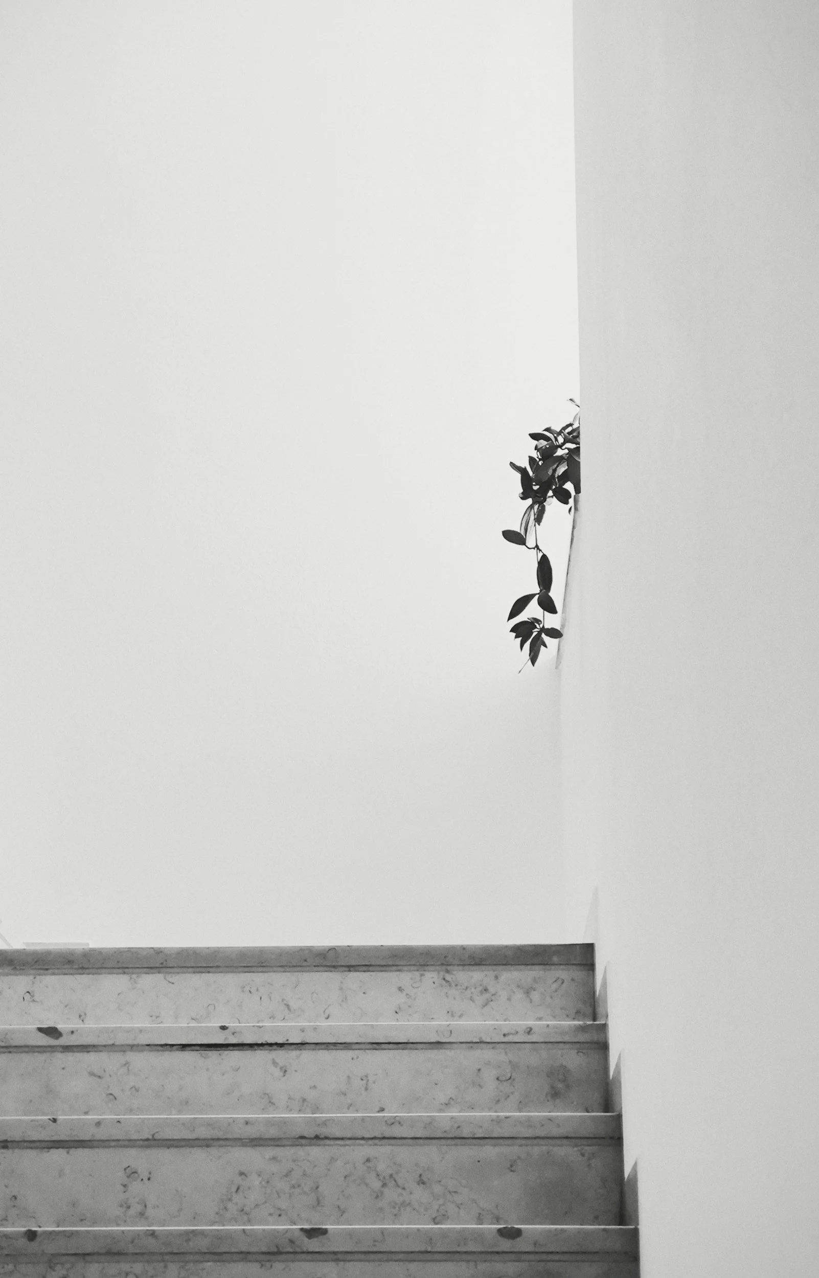 Black and white photo of stairs with plant peeking out at top represents challenge and hope of entering therapy, offered by Irene Kraegel in-person in Grand Rapids, MI and online in 43 PsyPact states