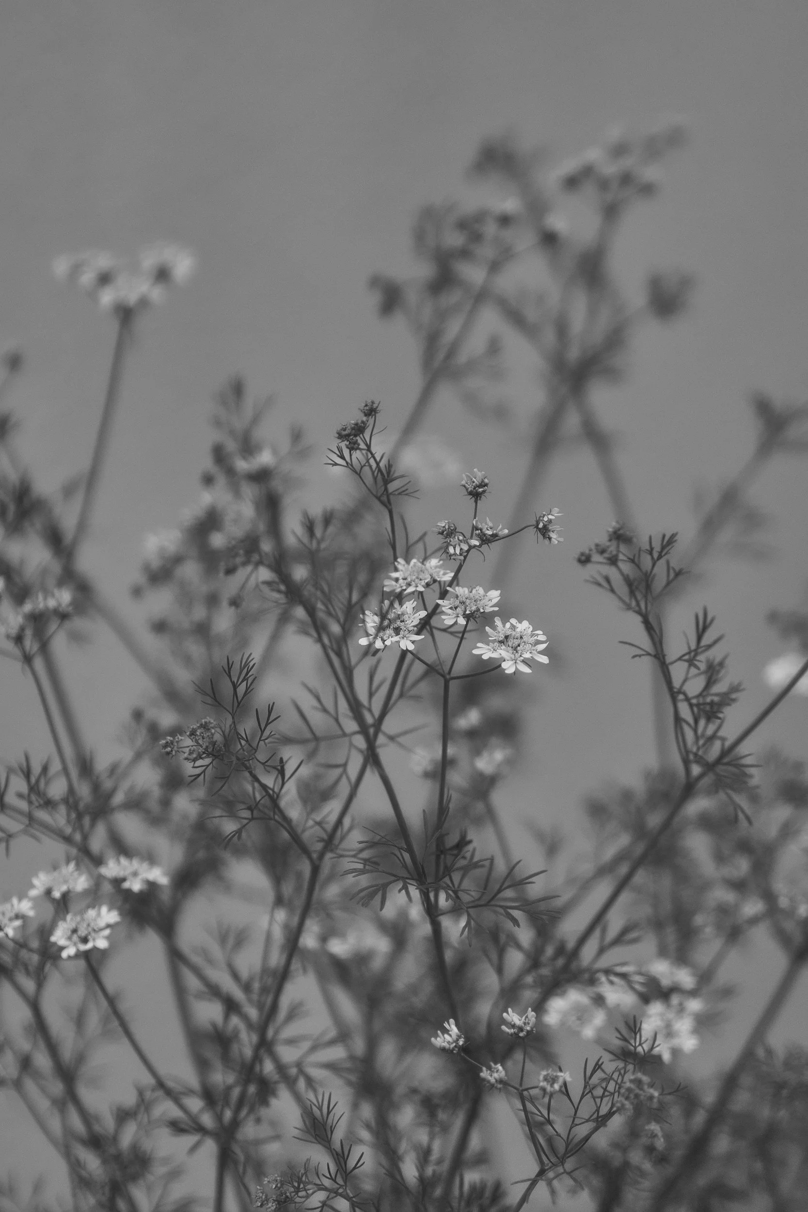 Black and white photograph of small flowers with thin, delicate stems and leaves, set against a plain background. Irene Kraegel, PsyD provides online and in-person therapy with specialties in Christian counseling, anxiety, depression, & chronic pain.