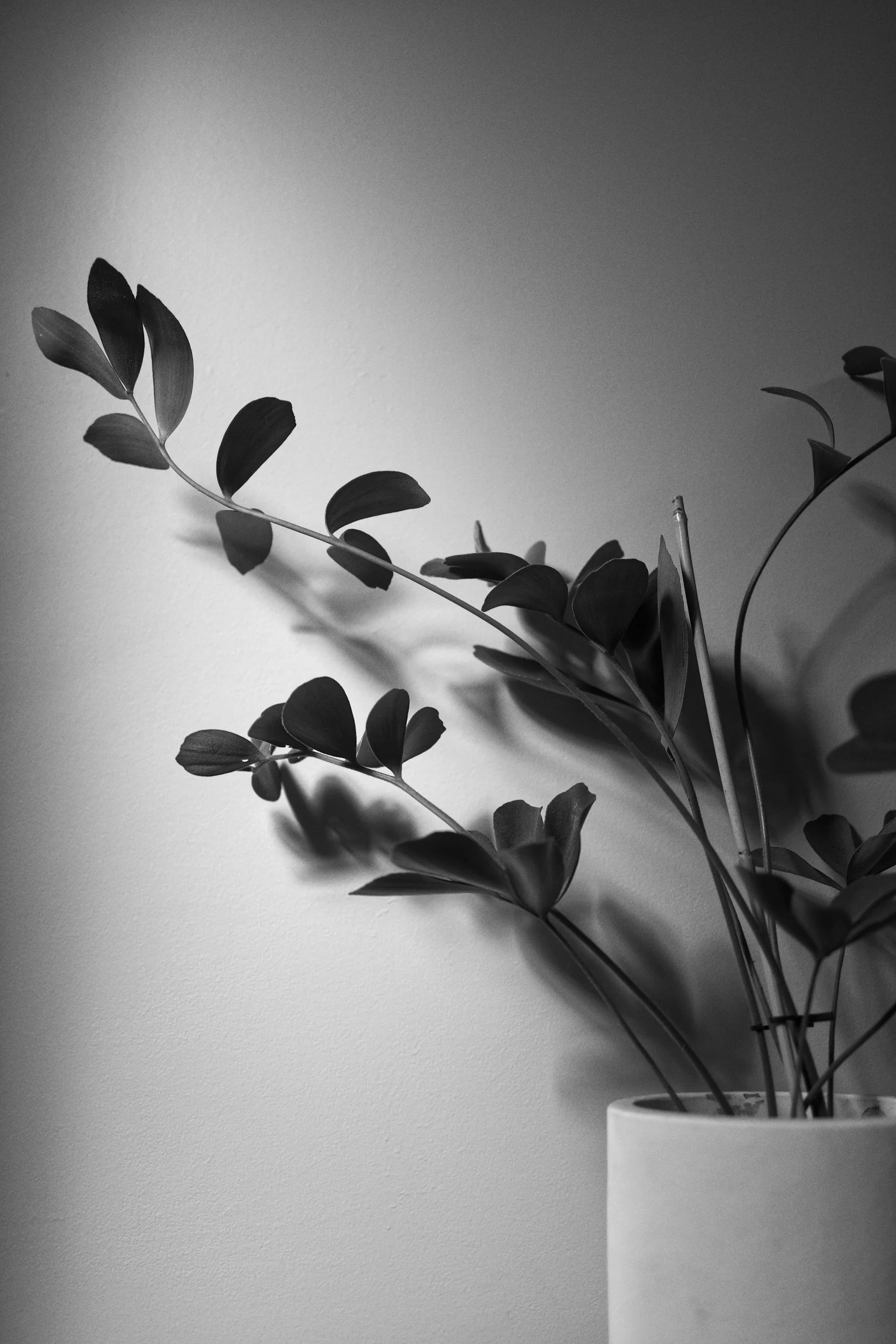Black and white photo of a leafy plant in a pot against a plain wall. Christian Counseling with Dr. Irene Kraegel is available in-person in Grand Rapids, MI, and in 43 PsyPact states online for anxiety, depression, & chronic pain.